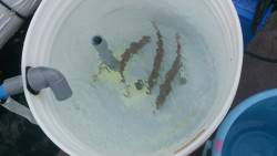 食品コンビナートでサビキ釣り