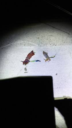 楽しめました！