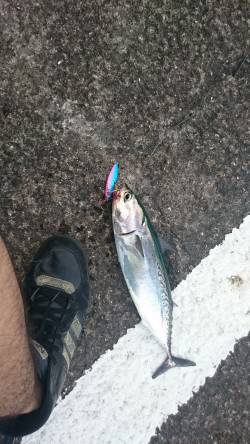 初！カツオが釣れてると聞きまして