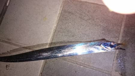 久々のタチウオ