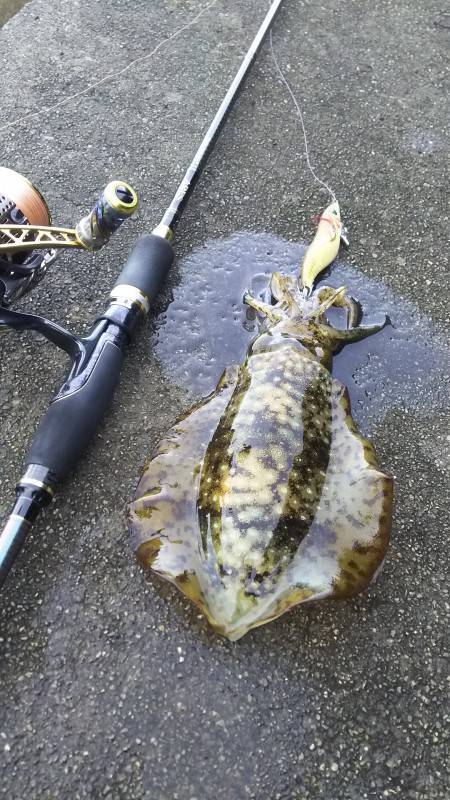 小さいですが釣れました4