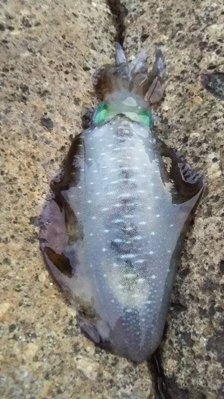 小さいですが釣れました5