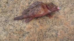 ロックフィッシング