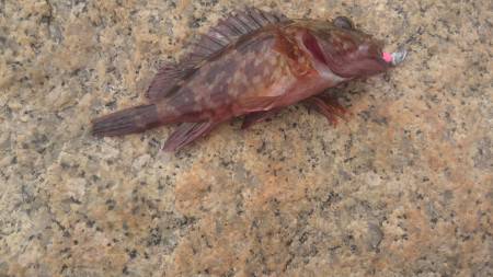 ロックフィッシング