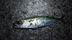 ウキで太刀魚狙い