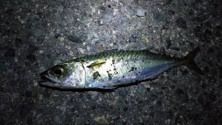 ウキで太刀魚狙い