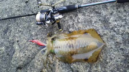 小さいですが釣れました6