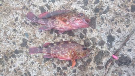 エギングからロックフィッシュ