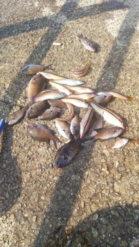 カンダイ、中ガシラ他