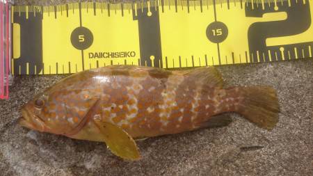 ロックフィッシング