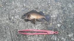 久しぶりの釣行