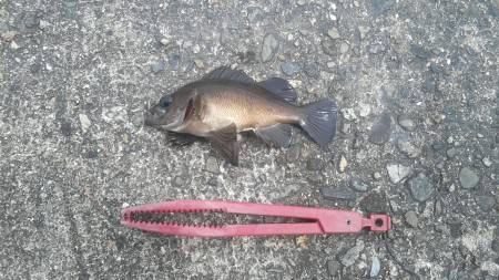 久しぶりの釣行