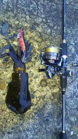 小さいですが釣れました7