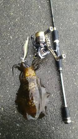 小さいですが釣れました8