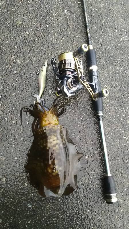 小さいですが釣れました8