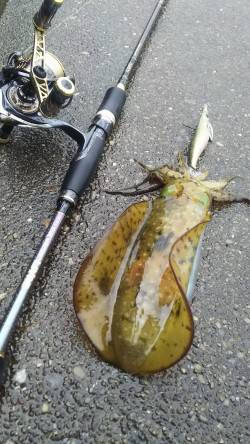 小さいですが釣れました9