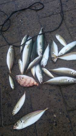 シーサイドコスモ、アジ、豆サバ