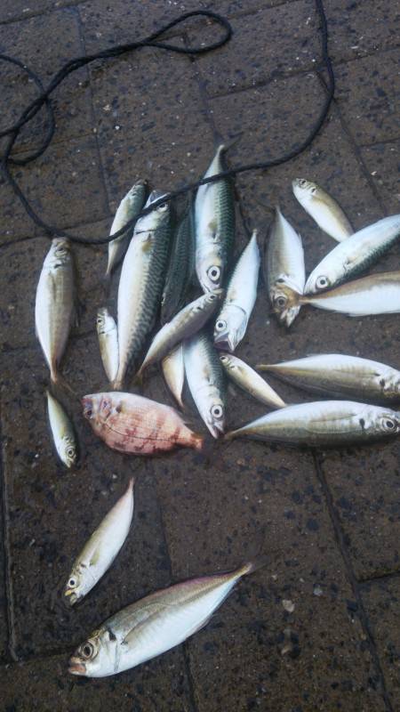 シーサイドコスモ、アジ、豆サバ