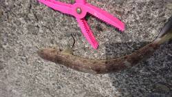 太刀魚気をつけて