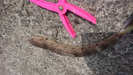 太刀魚気をつけて