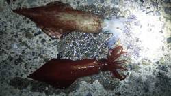 久しぶりのイカ釣り