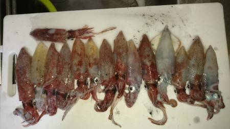 アジング&エギング