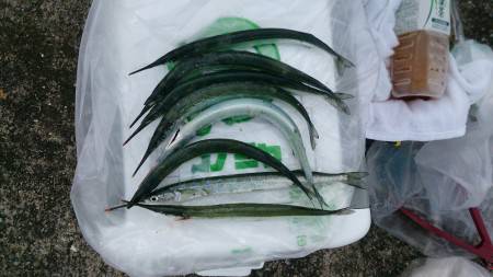 今年初サヨリ釣り