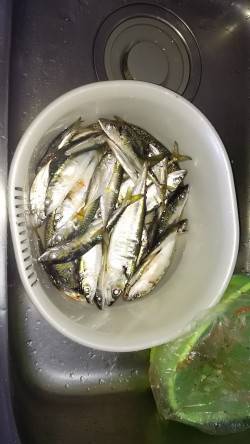 食品コンビナートでサバ爆釣