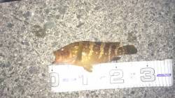 キジハタ狙い！が… (夜)