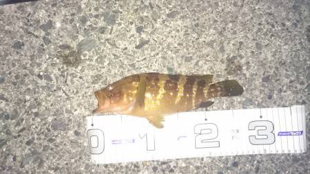 キジハタ狙い！が… (夜)