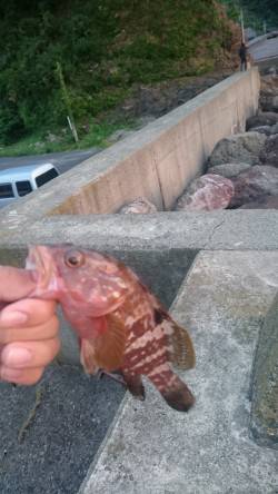 キジハタ狙い!が… (朝)