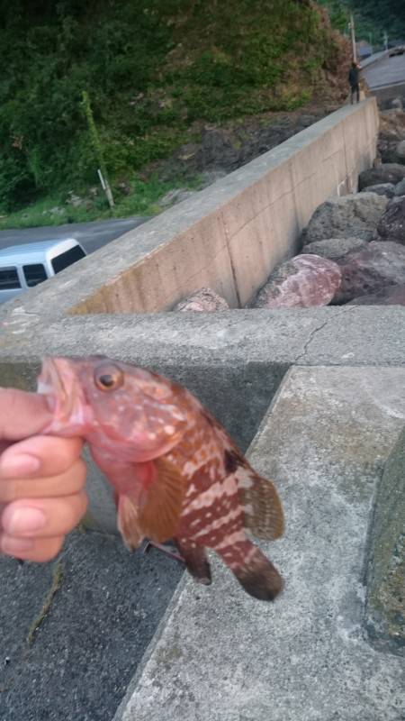 キジハタ狙い!が… (朝)