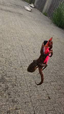 春木ベランダでタコ新子