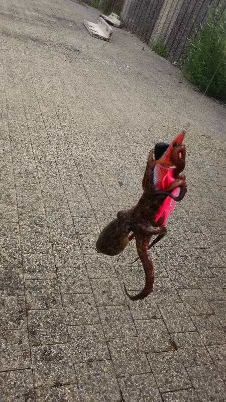 春木ベランダでタコ新子