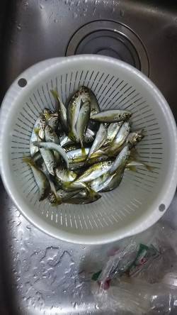 食品コンビナートで豆アジ爆釣