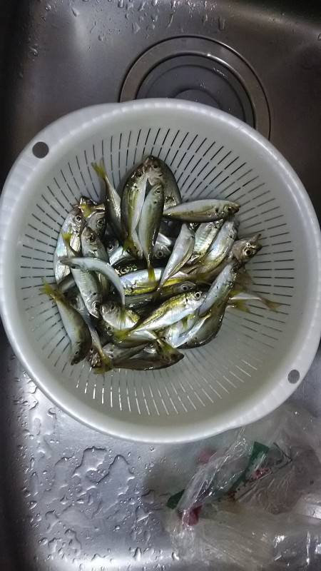 食品コンビナートで豆アジ爆釣