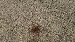 春木ベランダでタコ新子