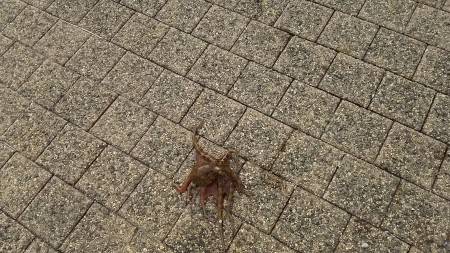 春木ベランダでタコ新子