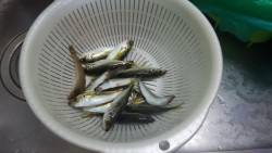 食品コンビナートで豆アジ爆釣