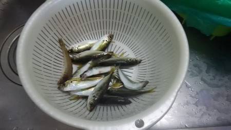 食品コンビナートで豆アジ爆釣