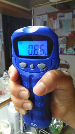 アオリイカがイレギュラーで釣れた