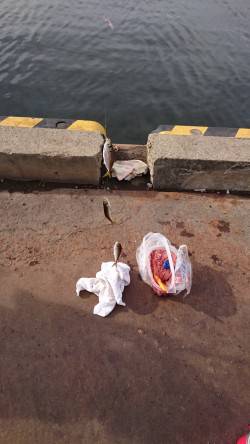 サバ  デカっ！