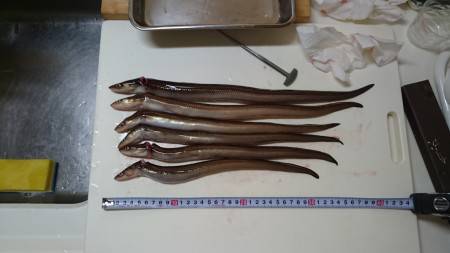 簡単！アナゴ釣り