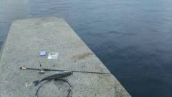 かもめ大橋釣果