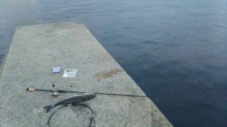 かもめ大橋釣果