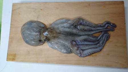 漁港内でオクトパッシング