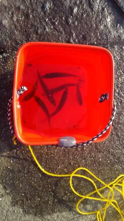 泉佐野食品コンビナートで小アジ好調