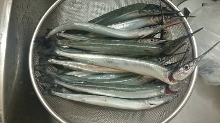 林崎漁港 サヨリ釣行