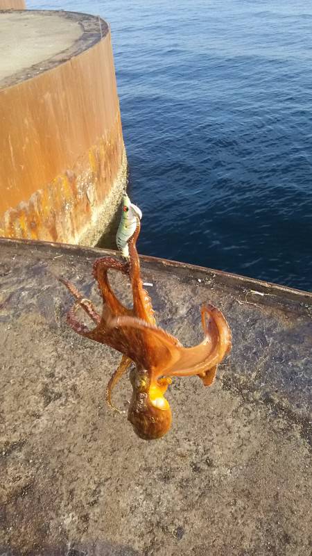 食品コンビナートでアオリイカ新子調査