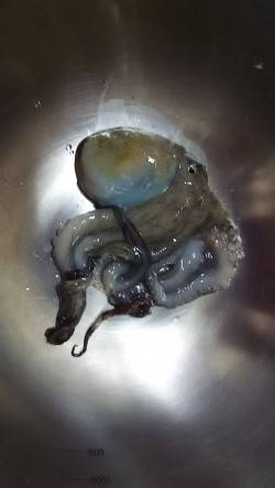 泉佐野食品コンビナートでサビキに小アジとタコ